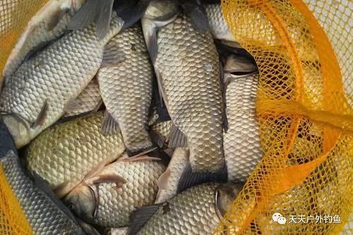 自用酒米配方3个，可打窝可做饵，夏钓大鲫鱼，离不开的好饵料