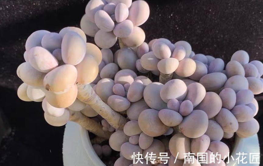 肉嘟嘟的多肉让人爱不释手,缺点就是价格小贵,多肉打假数据最高