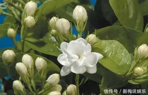 茉莉花这么养，花争着开，只需几个妙招，修剪是重点