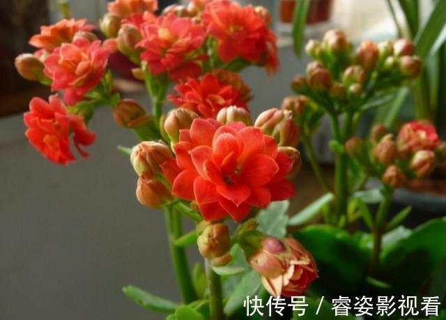 给长寿花“吃点肥料”,春节花苞特别多,大苗小苗肥肥壮壮