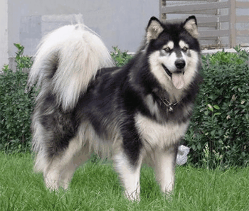 |搞笑动图:这狗牵出去一定霸气!