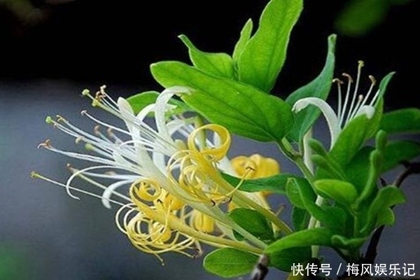 此花代表奉献与诚实的爱,全心全意的去爱,象征着无私的奉献