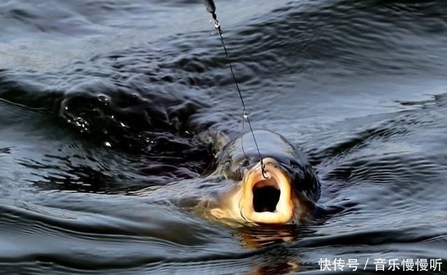 美国威斯康星大学|上钩的鱼儿究竟会不会痛,这个钓鱼人争论的问题,如今有了答案