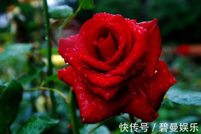 沾水能生根的花，用水“诱根”生根快，晒一晒轻松开花爆盆