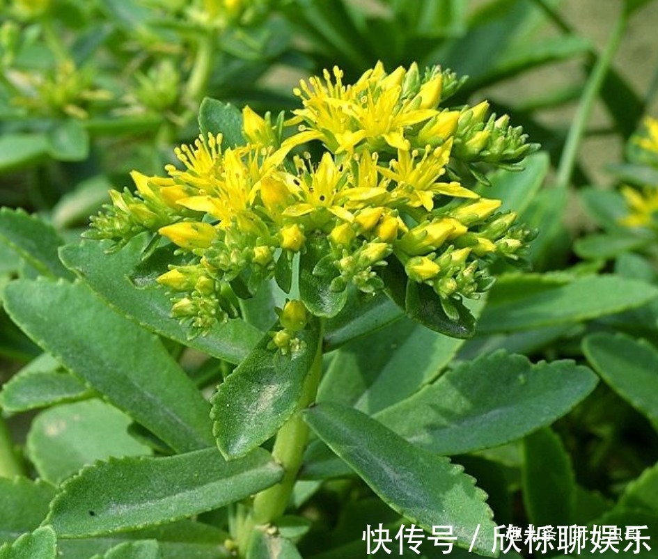 腐熟猪|农村种植一”蔬菜“,形似”多肉“,不仅古老而珍贵,还营养丰富