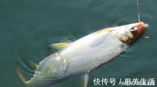 钓白条有技巧,并不是使用腥饵那么简单,想钓得好这几点尤为重要