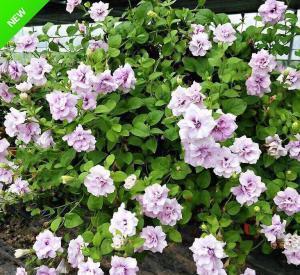 养护|家里养了4种花，夏天也别忘了施肥，不然花香淡开花少