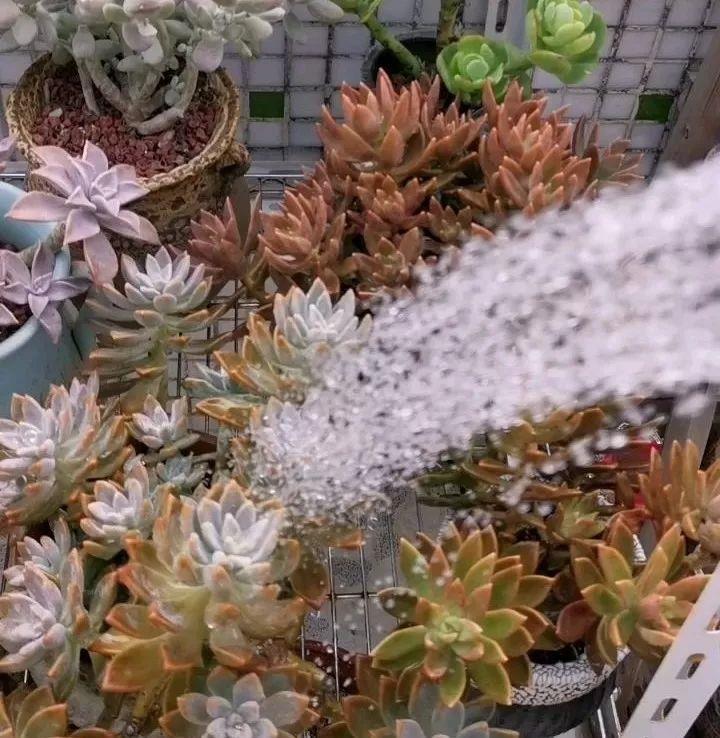 多肉盆栽：懒人必养的几种多肉，1盆轻松变10盆，越养越上瘾