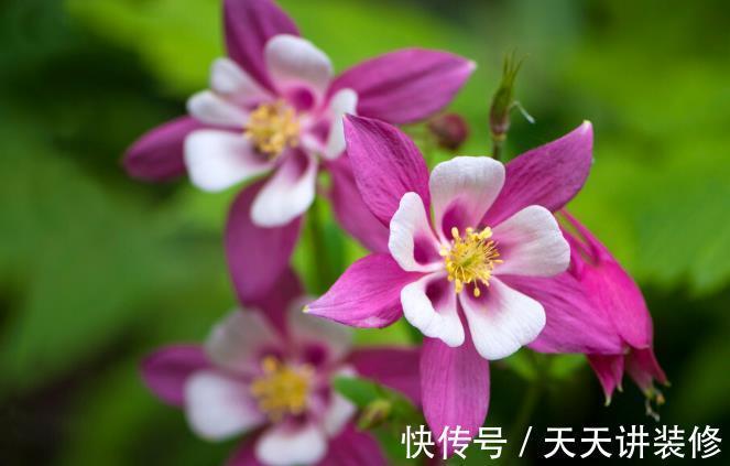 院子|名字巨土但超牛掰的花草，有院子不种可惜了