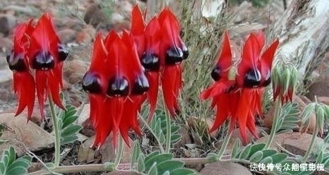 方豆藤|一种野生植物,特别稀罕,价值极高,可遇不可求