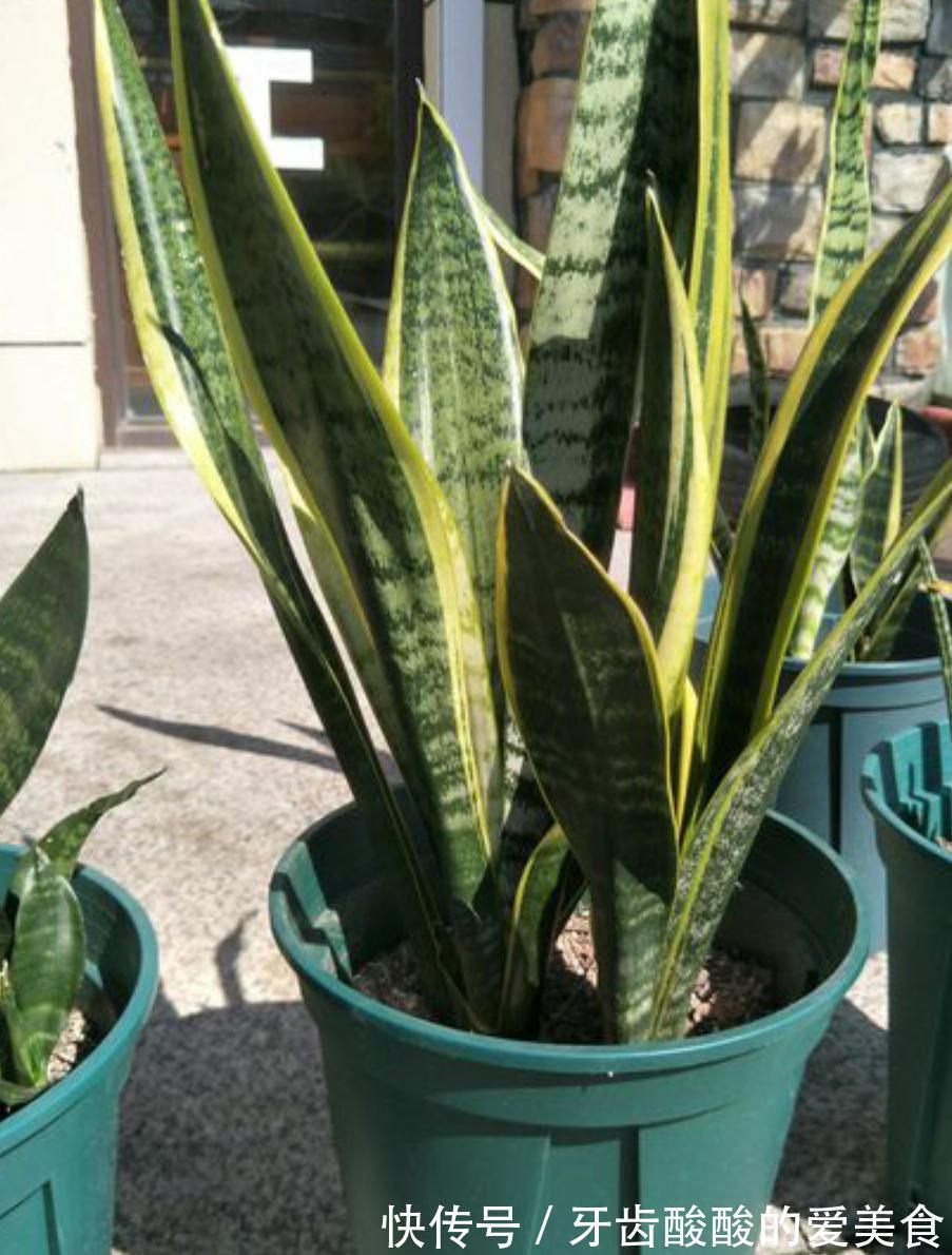 虎皮兰有三喜三怕，了解它的喜好，叶片肥厚根系壮，爆芽多多