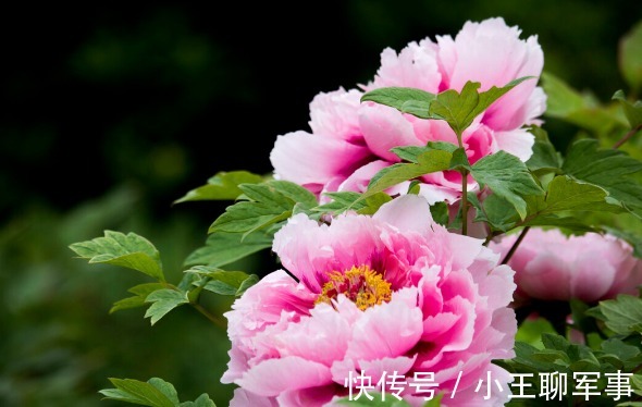 庭院无树，无福无禄？有院子就种15种树，随便选一种，吉祥又好看