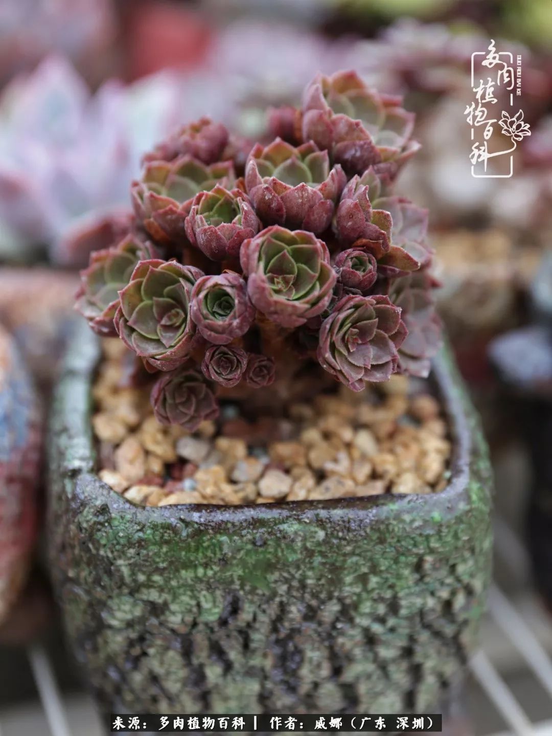 笼子里露养的多肉,越养越美!有多肉的日子伴着小确幸!