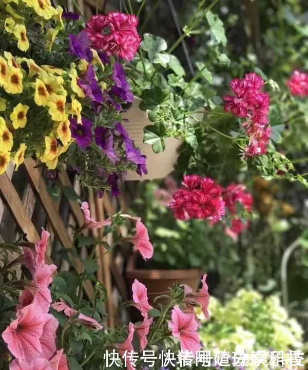 两个孩子的妈妈,利用空闲时间,在露台打造出一片花的海洋