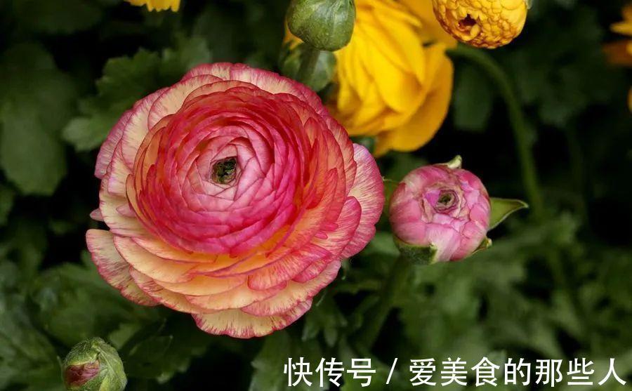 修剪|花像牡丹,叶子又像芹菜,这种花你见过吗