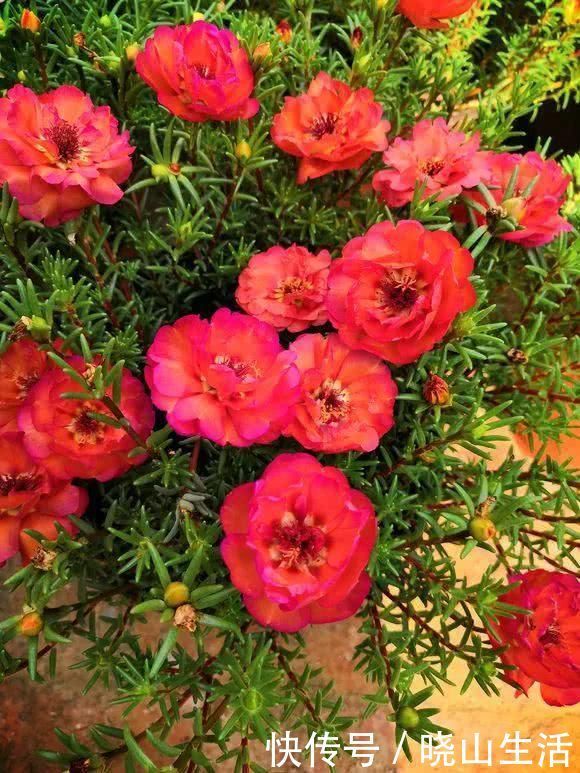 繁殖|5种花现在插土里,下个月就开花,再热也不怕,别错过了