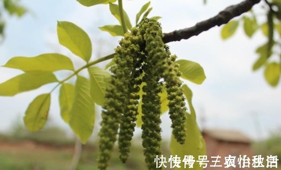 山区|这种植物人称“长寿菜”，城里很难吃到，在山区却是一道家常菜