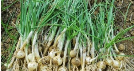 准确|中国农村最好吃的野菜,全吃过的人不多,你能准确叫出名字吗