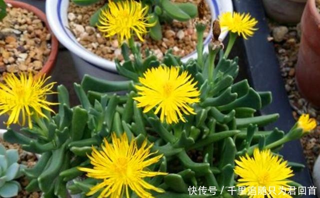 这些植物在原产地是“野草”,现在居然也当多肉养,颜值一言难尽