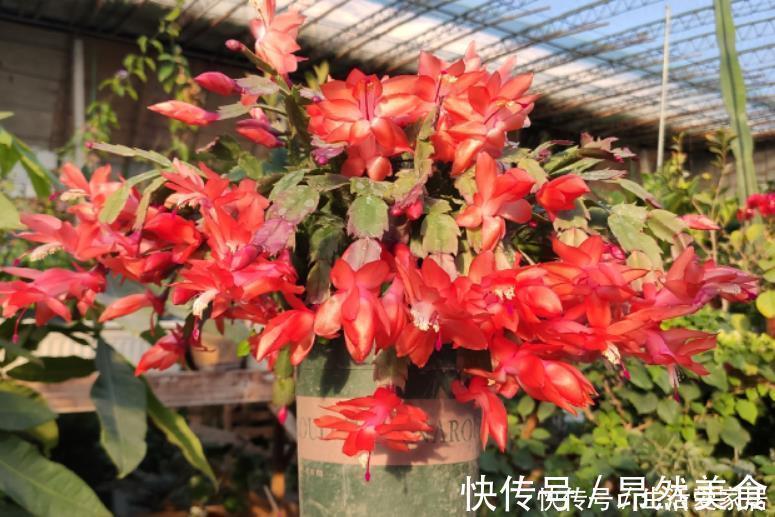 蟹爪兰要会“掐”，经常“掐一掐”，叶片又厚又大，一年花开多次