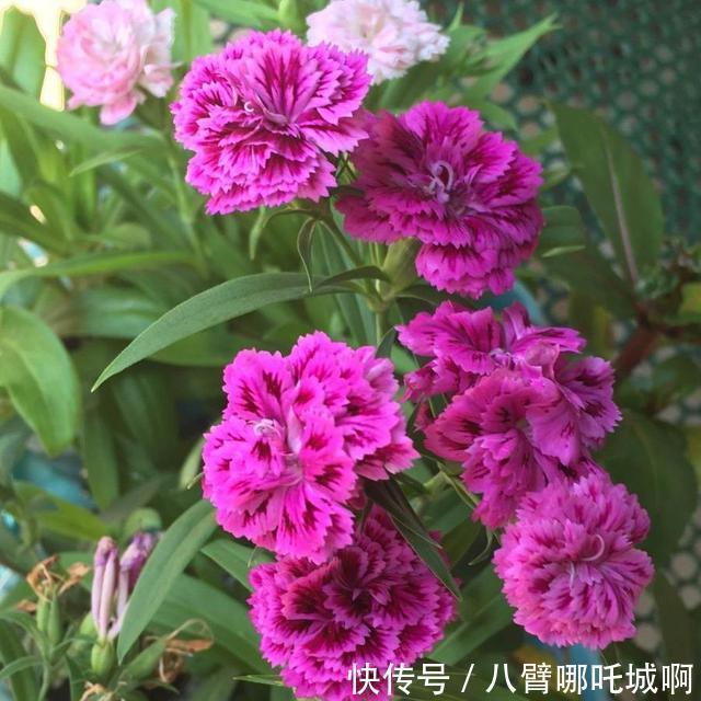 阳台|阳台养花,别错过这6种花,春夏秋冬有花赏