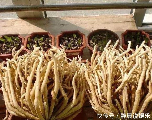  他养花10年，一盆君子兰养了4年，满盆都是“肉虫子”，秘诀有3个