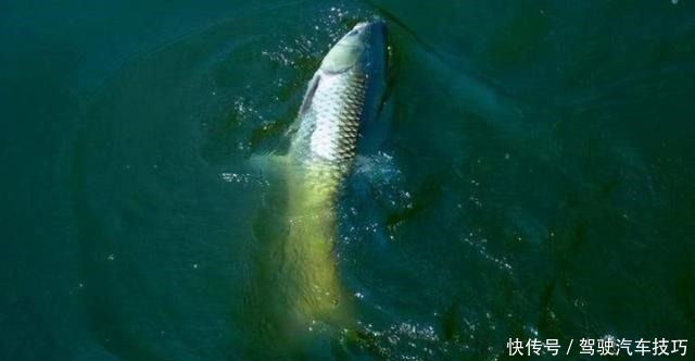 野河垂钓,这几个方法找鱼窝,一找一个准