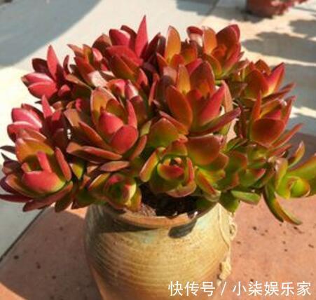 这“4种”多肉,好养又好看,度夏无压力,越养越胖越漂亮