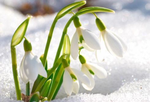 喜欢菊花，就养盆“珍品菊花”玉弥陀，花开似白玉绣球，一尘不染