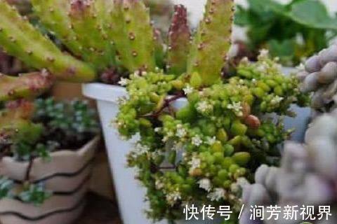 90后大学生放弃朝九晚五的工作,回乡创办多肉种植致富项目