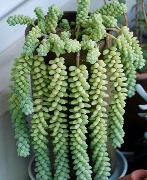 钱景天|5种不怕热的多肉植物,夏天虐着养,新手也能养爆盆