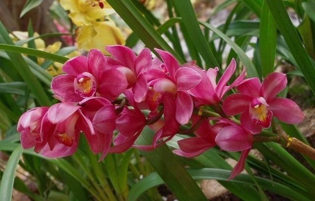 花儿|要兰花开花,有3个“催花”技巧,自然有花苞,花儿多美又香