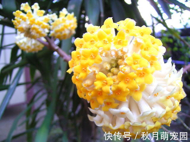 打结|此花是我国的爱情树,具有很高的中药价值,代表着羁绊和结发夫妻