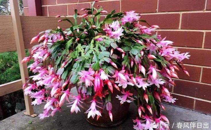 买到蟹爪兰，3个“位置”放不得，否则落花苞，后期难养活！