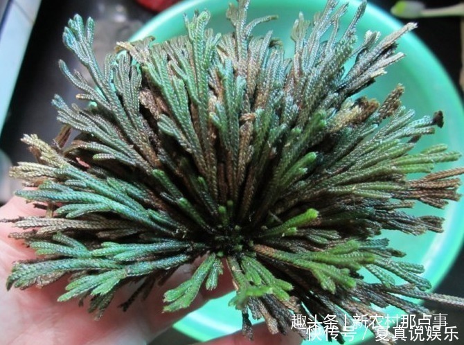 八大金刚|农村这被当成杂草的4种植物，可是中医眼中爱不释手的宝贝药材