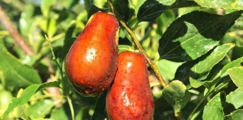 高血压患者|血压高，有几种食物要少吃，再馋也要忍住，吃6果，血压变平稳