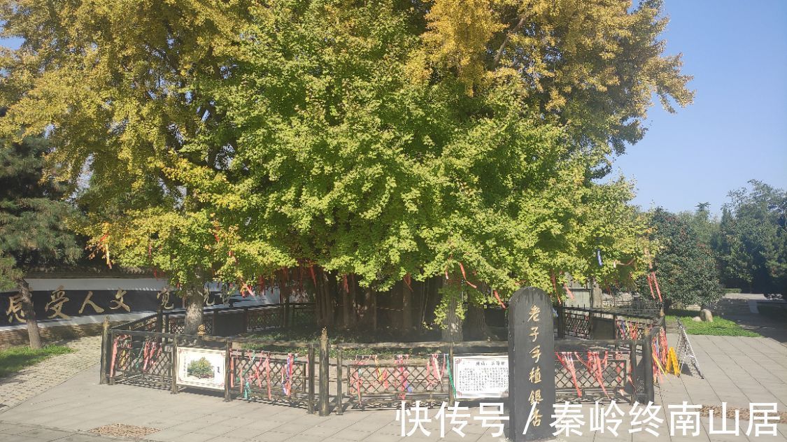 楼观|西安秦岭楼观台有棵老子手植银杏，距今2600多年，免费开放公交直达，今美成一幅画