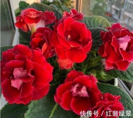 几款花卉便宜又好养,不仅名字超好听,花更漂亮,花开美翻天