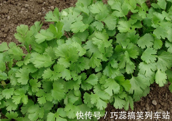 种植香菜出芽慢,出芽率低?多加一个步骤,香菜发芽快出苗齐