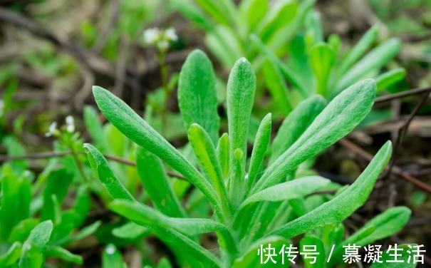 吃法|68种野菜图片,教你认识不同的野菜和吃法,你想要的野菜这里都有