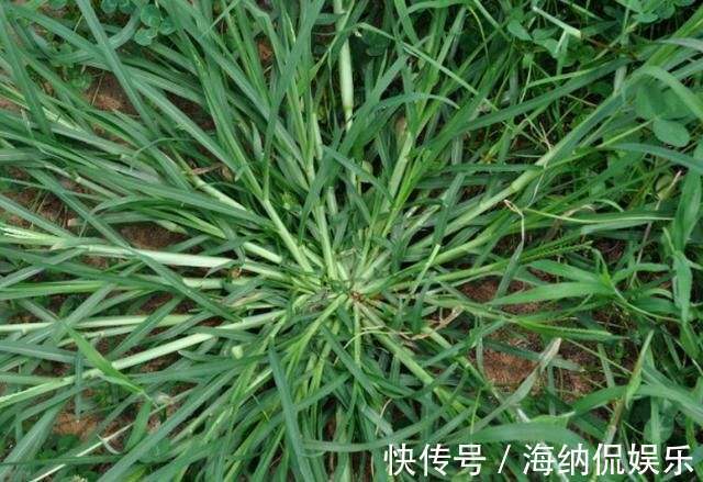 乙型脑炎|路边常见的“牛筋草”,百姓身边的中药!虽不起眼,但很珍贵!