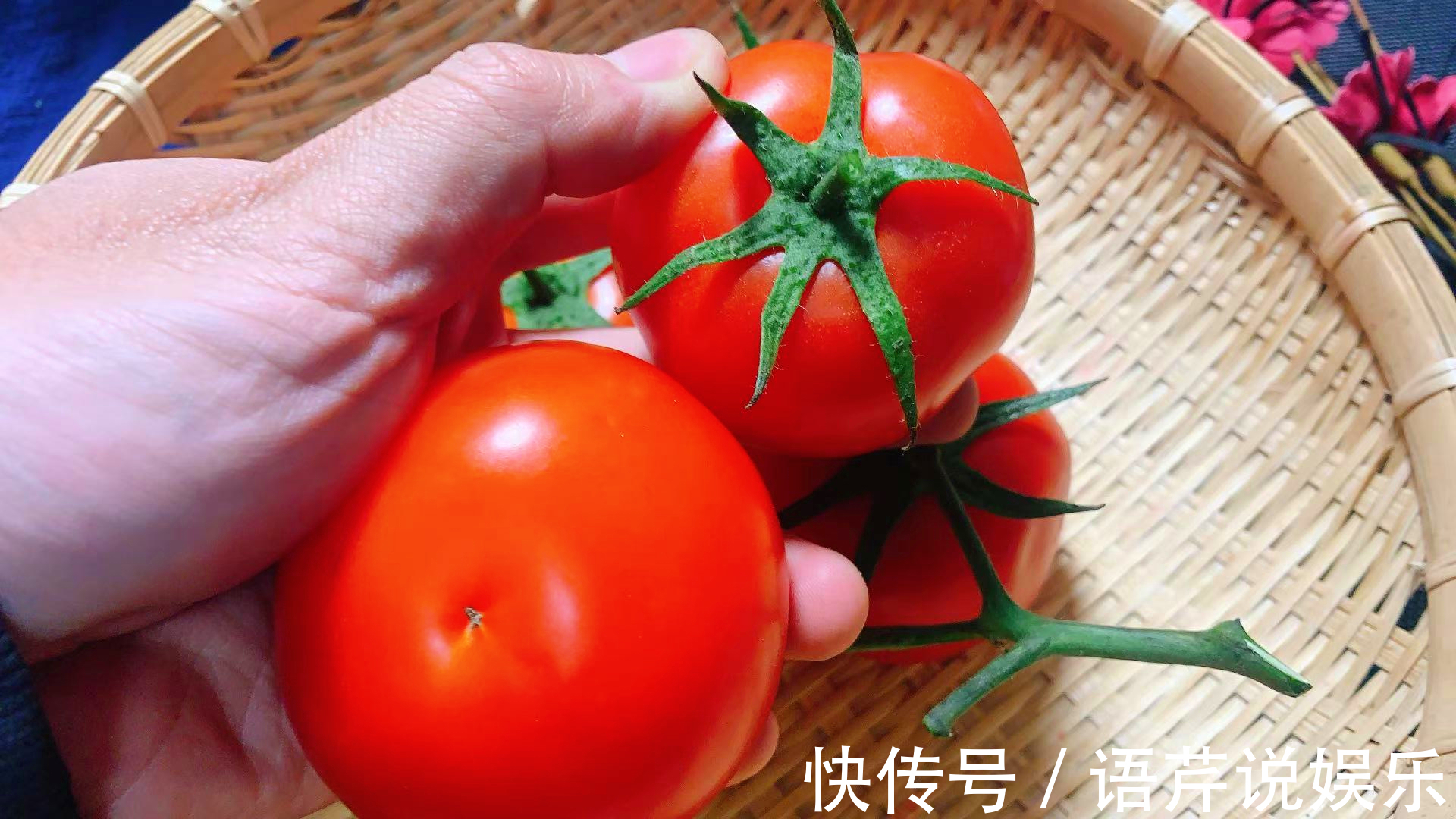 买番茄时，挑5片叶还是6片叶老菜农说挑错了，难吃还浪费钱