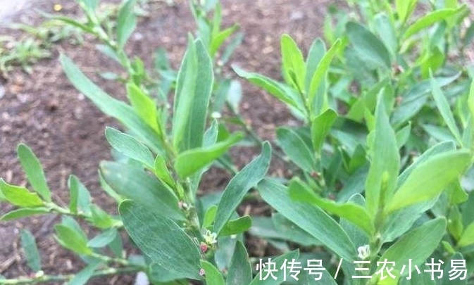 农村|农村常见野草，过去用来喂猪，现在才知可以泡茶喝，晒干价值更高