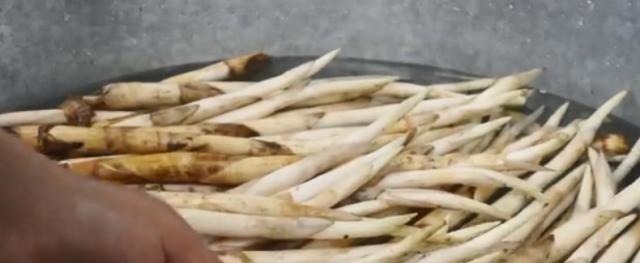 淤泥中一种野菜,长得像藕带,离水后很快就老!