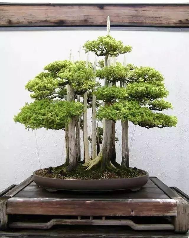 世界上最名贵的花,一盆就是一座房子!