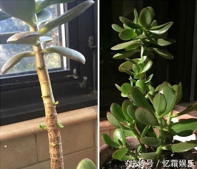 快枯死的绿植在大神手下起死回生,对比图超治愈又励志哇
