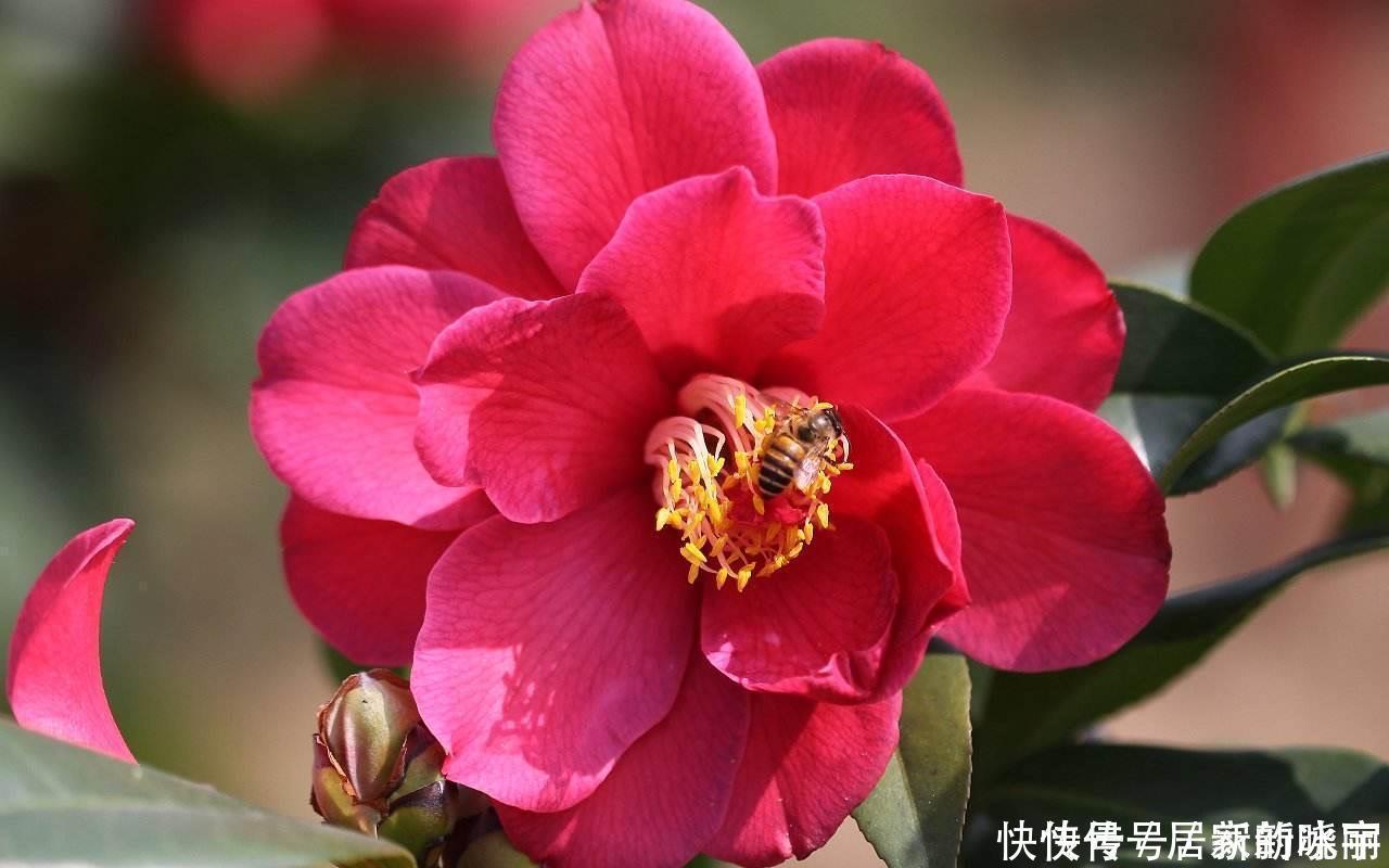 两种漂亮耐寒的花，让阳台不单调，冬季天天赏花，花大色艳