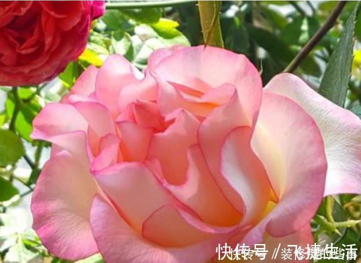 仙客来|3种高贵“女王花”，高贵迷人，雍容华贵，养护简单！
