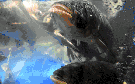 福利 节后贴秋膘 剁椒 鲍鱼头 走1000条 吃的人都赞不绝口 快资讯