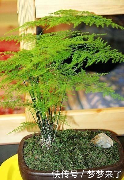 文竹|文竹冬天太怕冷,用点小技巧让文竹安全越冬